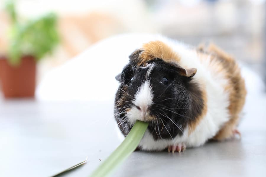 An image of a guinea pig eating