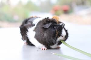 A guinea pig eating green leaves
