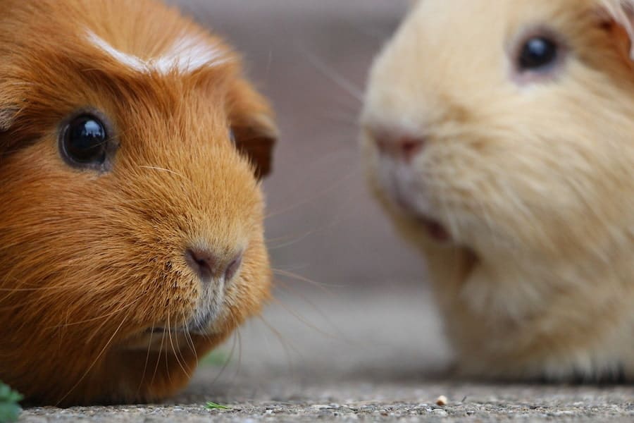 A close-up image of two guinea pigs