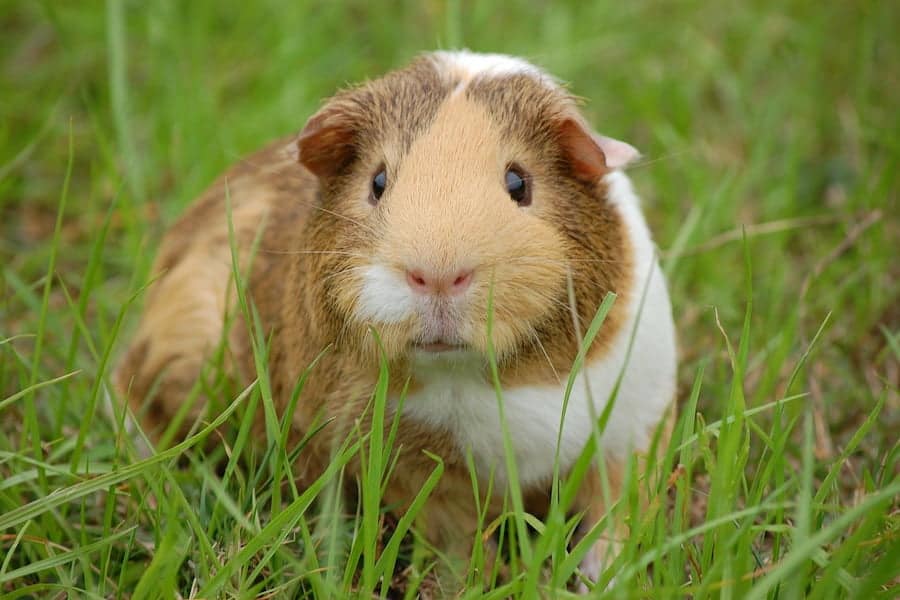 An image of guinea pig on a grass