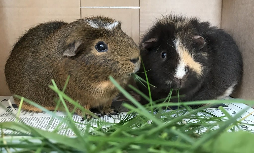 can guinea pigs eat wheatgrass