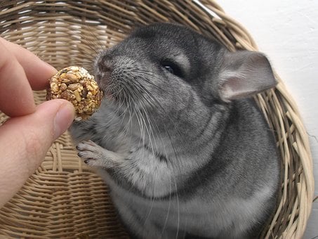 can guinea pigs eat chinchilla food