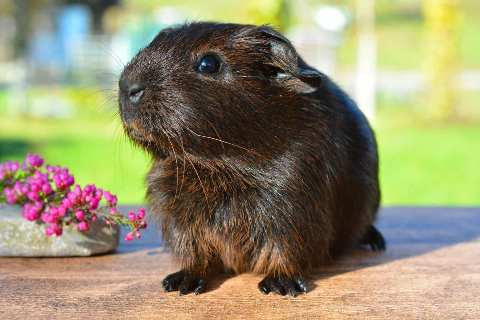 can guinea pigs eat cherries