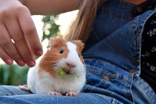 can guinea pigs eat summer squash