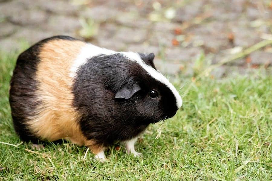 An image of a guinea pig on a grass