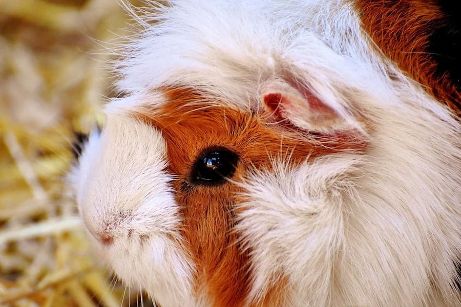 A close-up image of a guinea pig their eyes not close