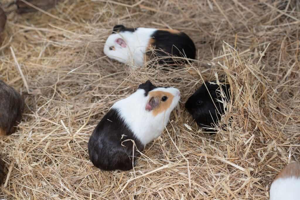 A group of guinea pig