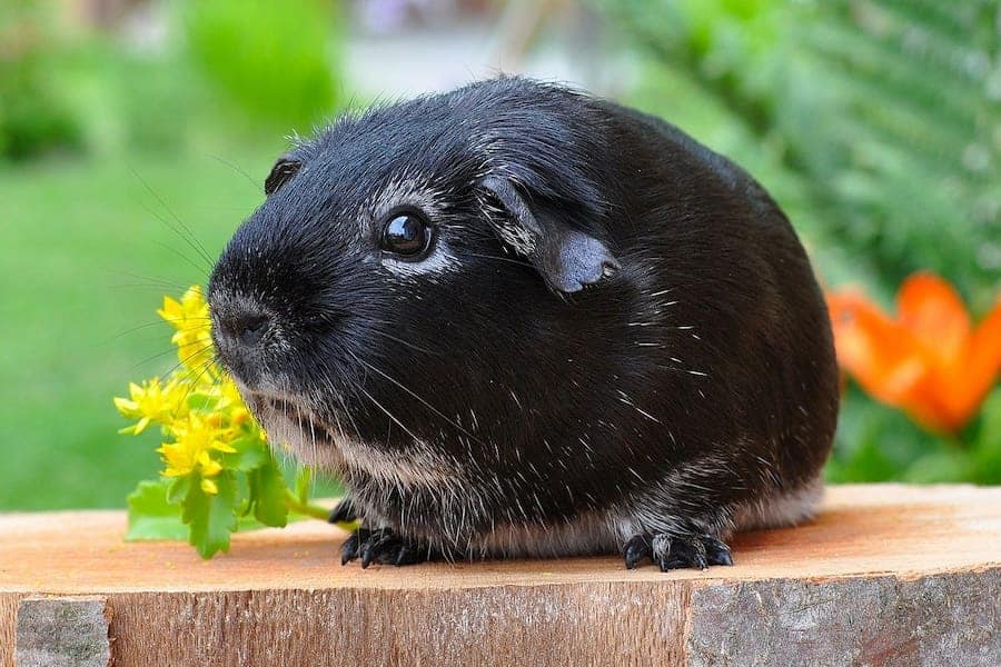 An image of a smooth haired guinea pig