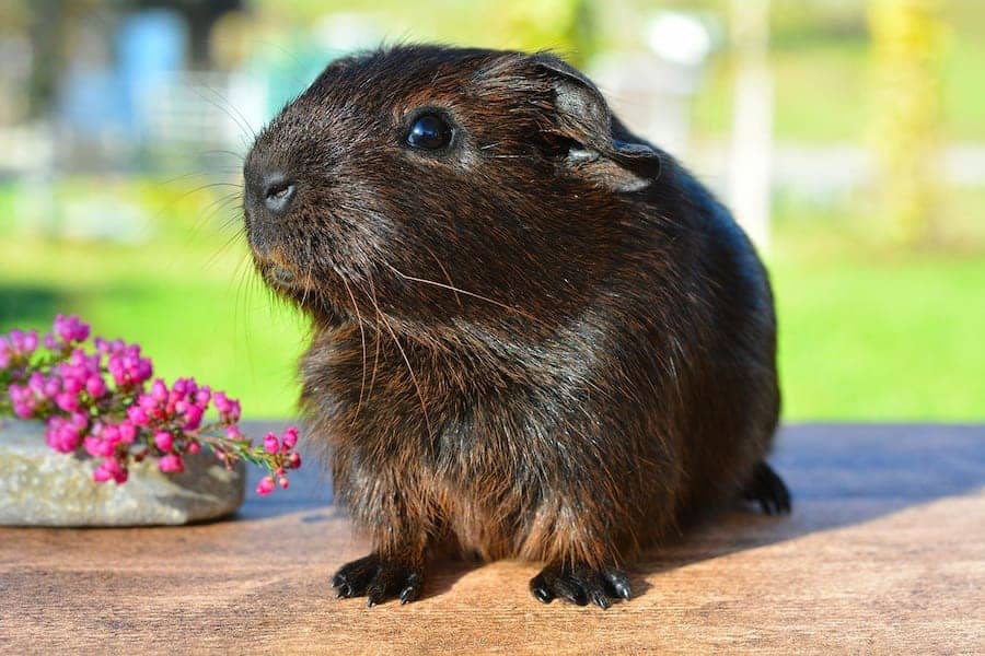 A smooth haired guinea pig