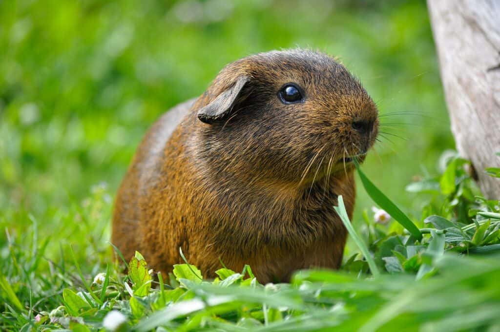 A guinea pig on a grass