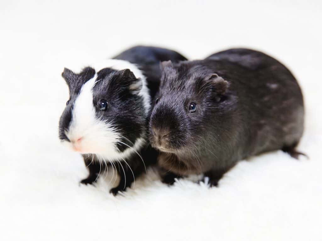 An image of two guinea pigs