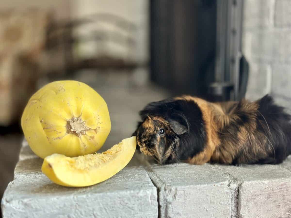 Black and brown guinea pig sniffing a piece of spaghetti squash on gray bricks