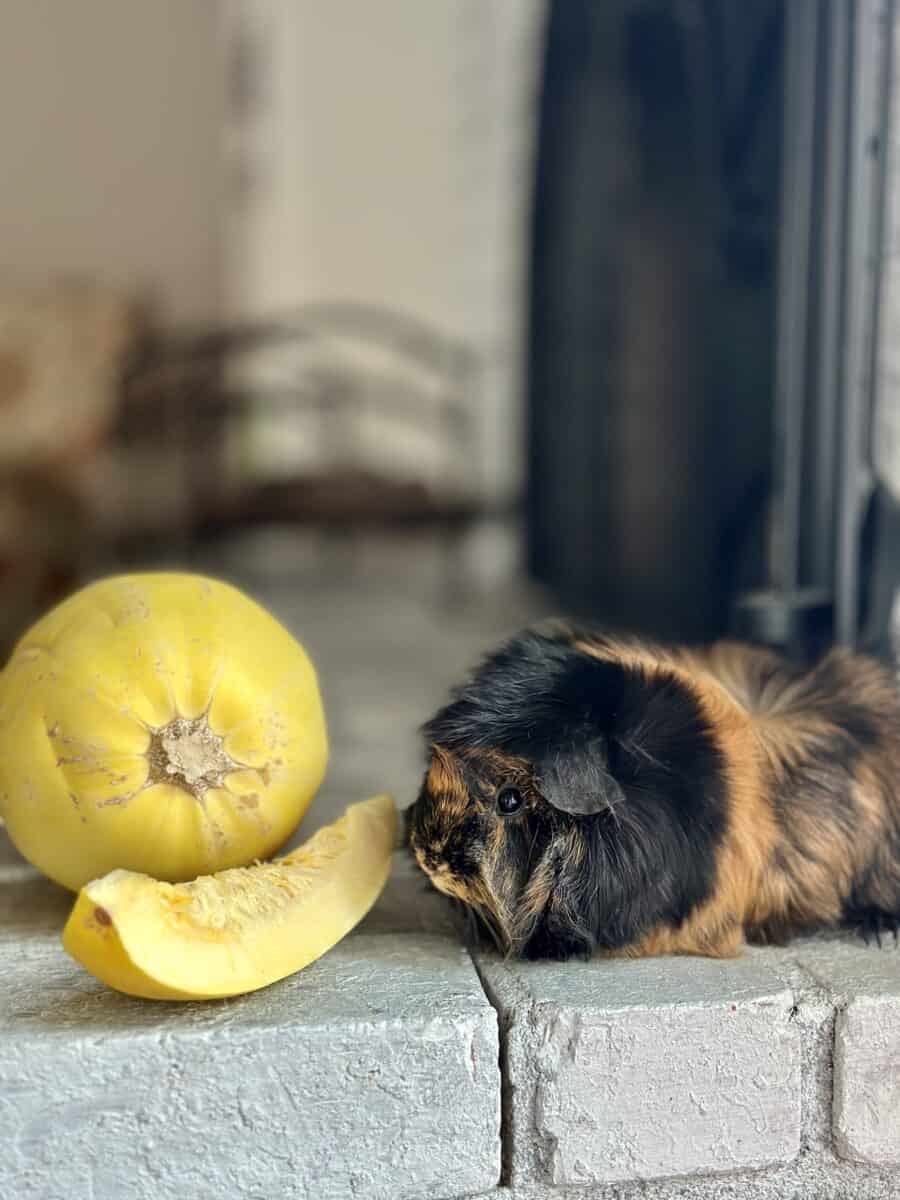 Brown and black guinea pig looking at spaghetti squash on gray bricks inside a house