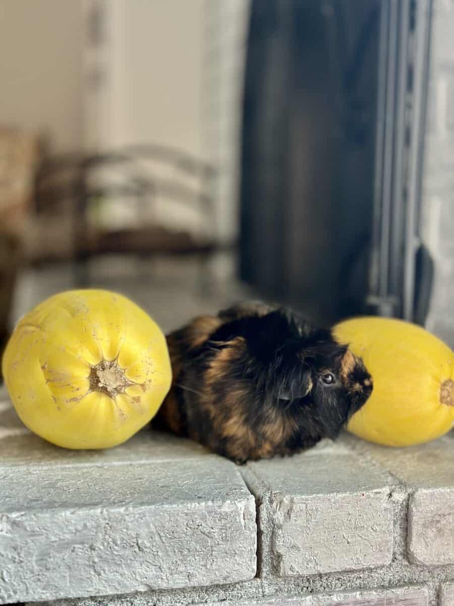 Black and brown guinea pig in between two yellow spaghetti squashes on light colored bricks