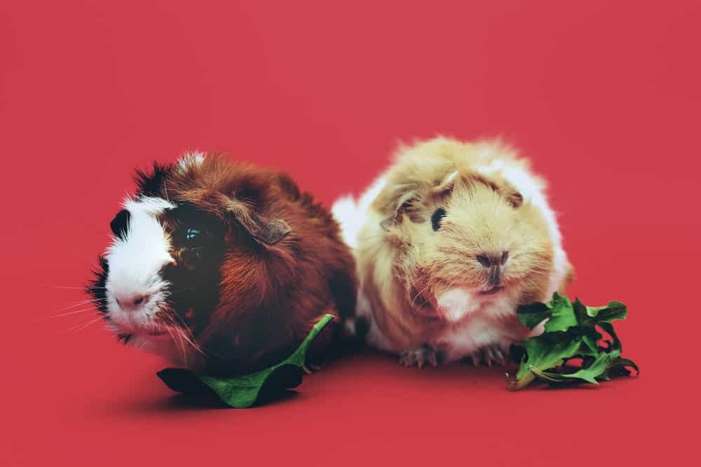 Guinea pigs and clover to eat