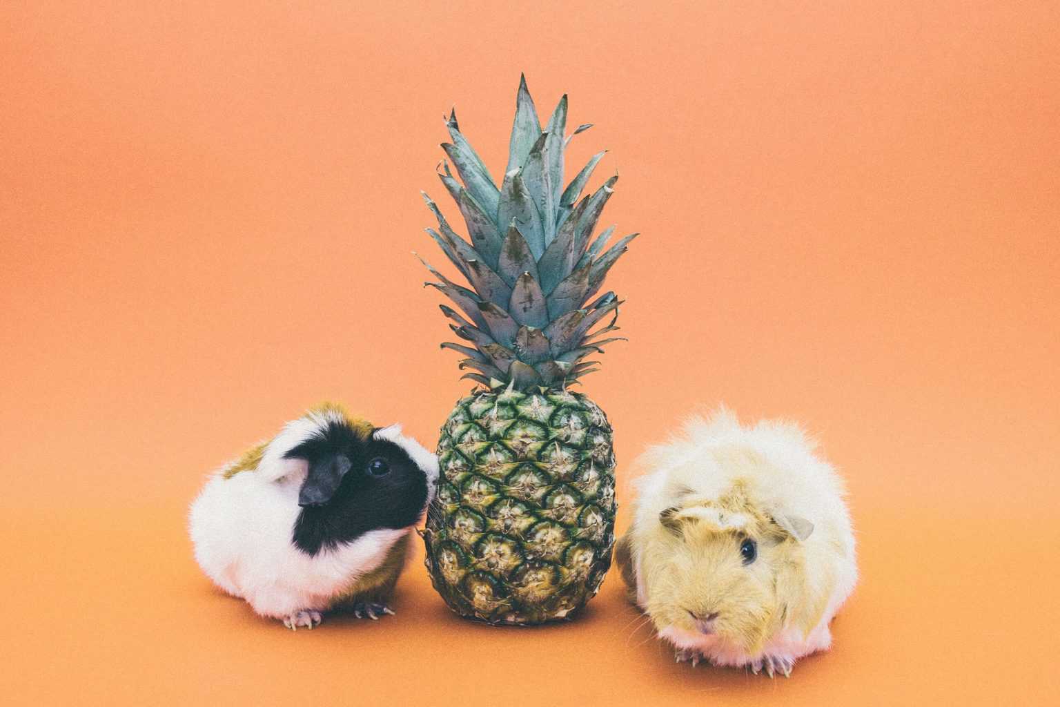 can guinea pigs eat pineapple