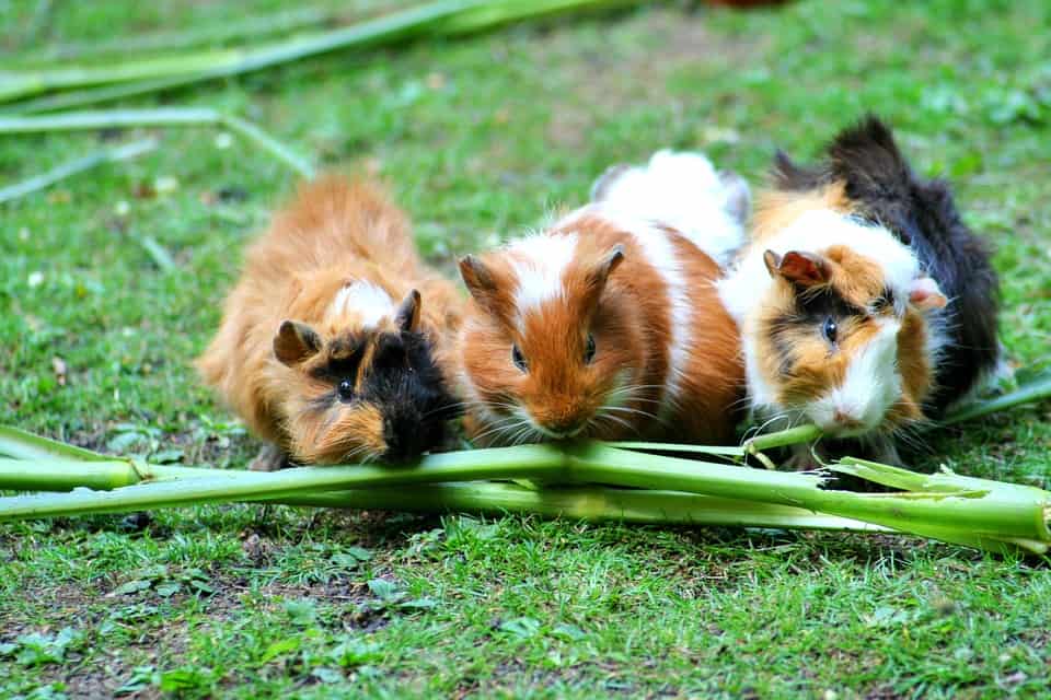 can guinea pigs eat chinchilla food