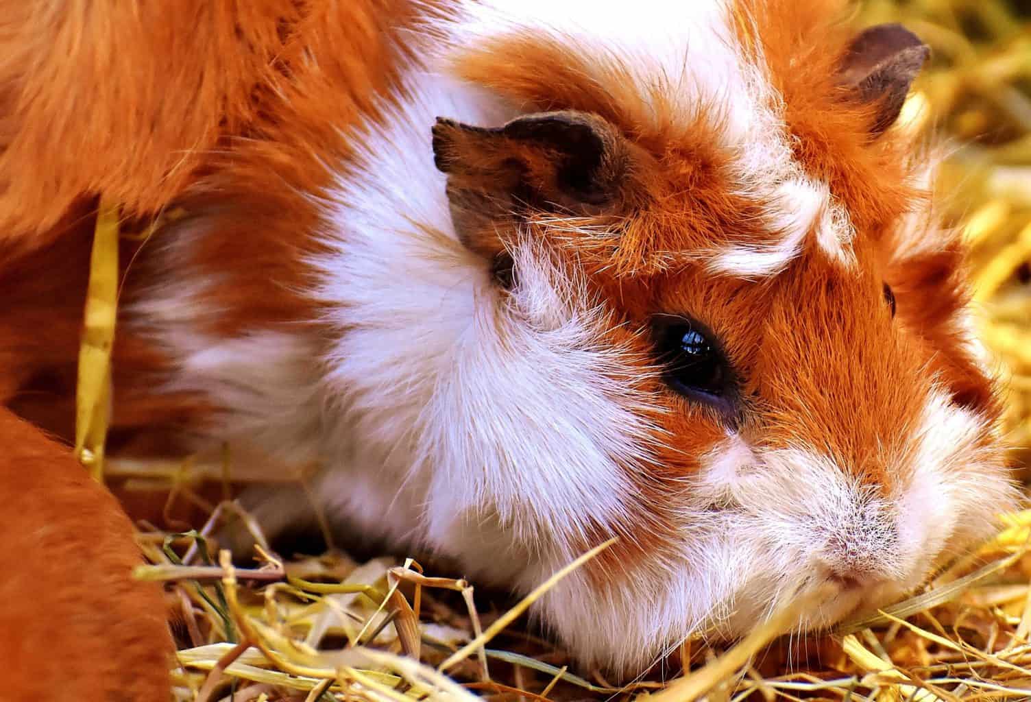 can guinea pigs eat honey