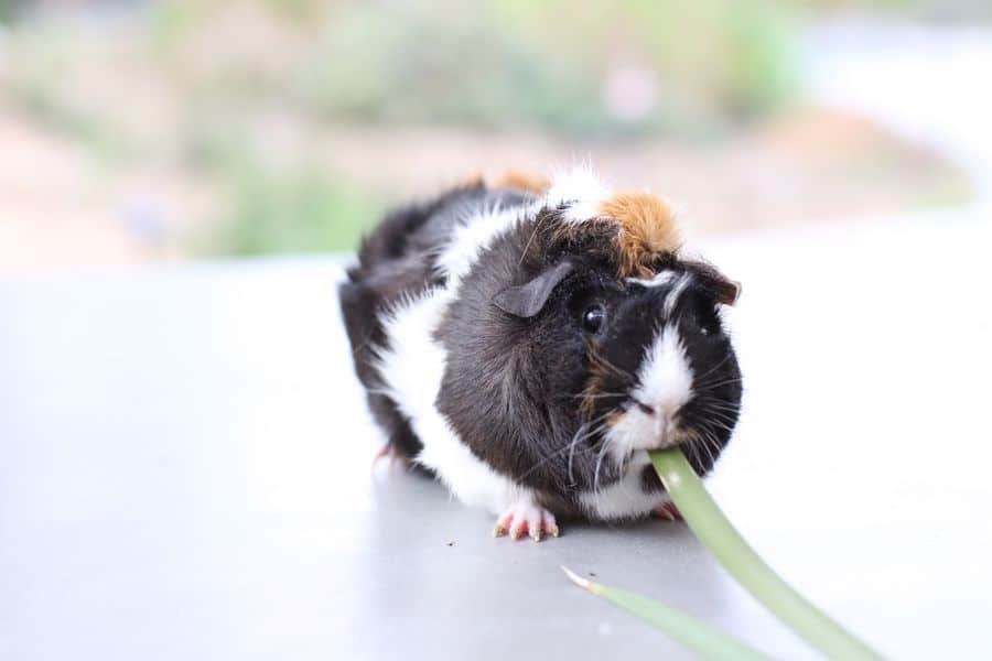 Guinea pig eating leaves