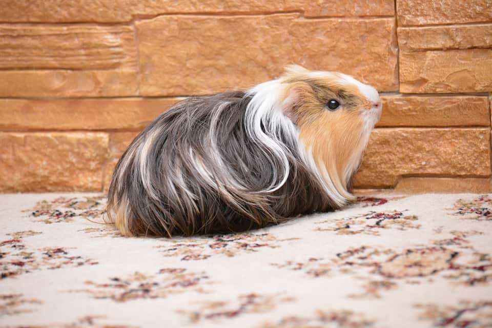 can i use shredded paper for guinea pig bedding