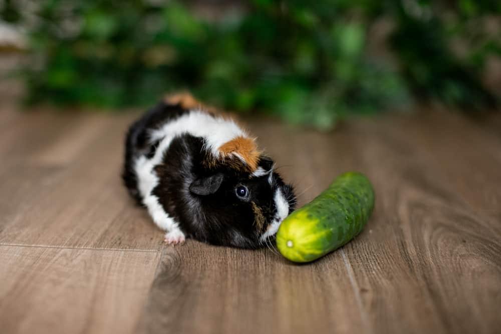 Guinea Pig sniffing cucumber