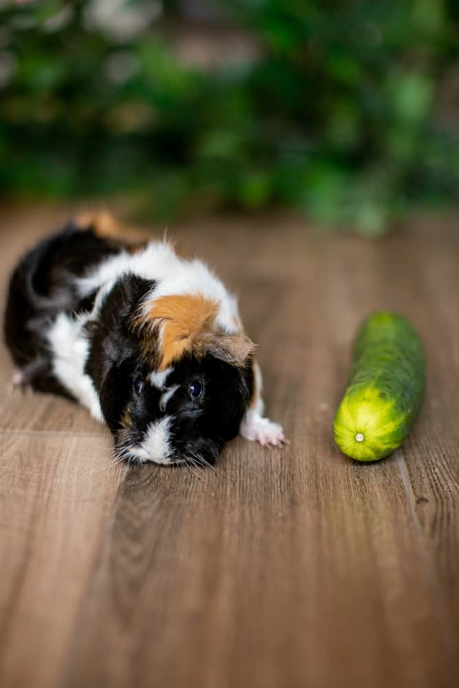 Guinea Pig looking away from cucumber