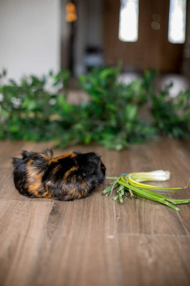 Guinea pig looking at green onions