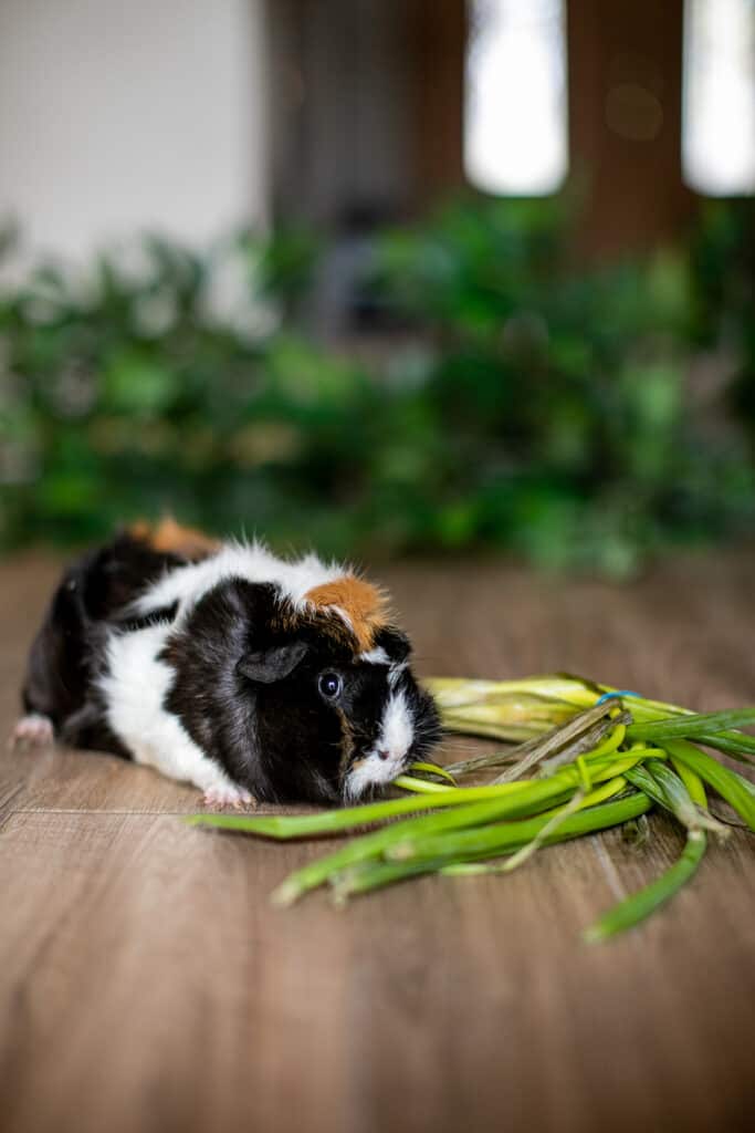 Guinea pig eating green onions