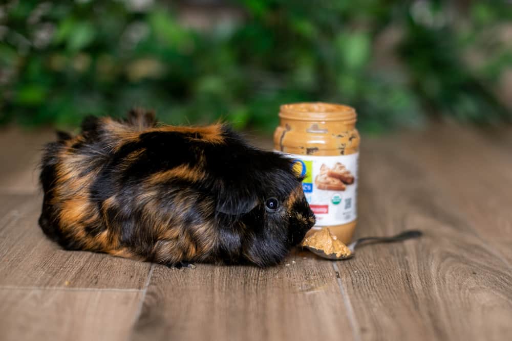 Guinea pig sniffing peanut butter