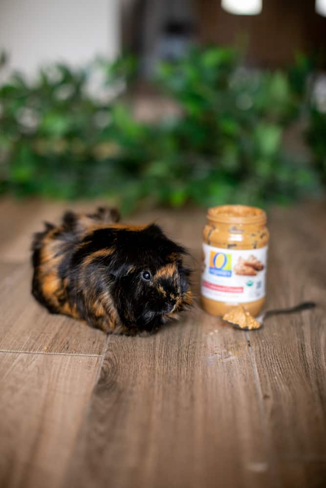 Guinea pig eats peanut butter