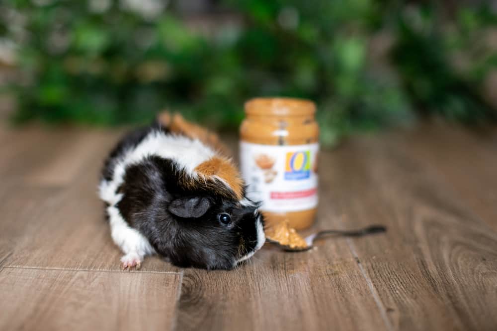 Guinea pig looks at peanut butter