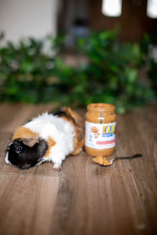 Guinea pig looks away from peanut butter