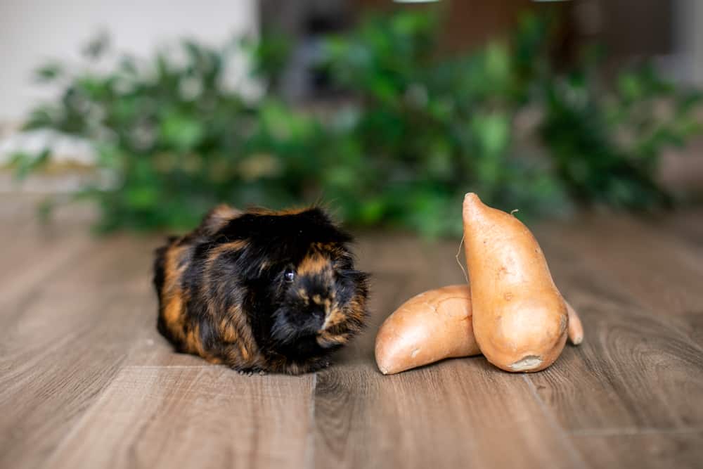 Guinea Pig looks away from sweet potatoe