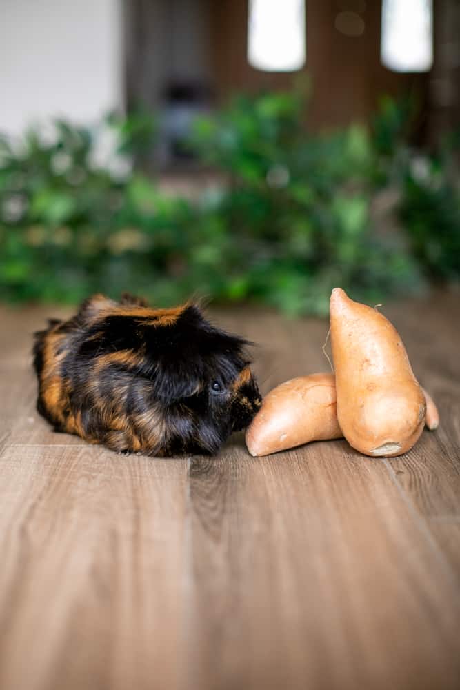 Guinea Pig tastes sweet potatoe