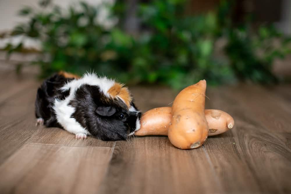 Guinea Pig sniffs sweet potatoe