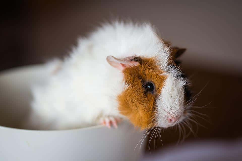 Can Guinea Pigs Wear Collars