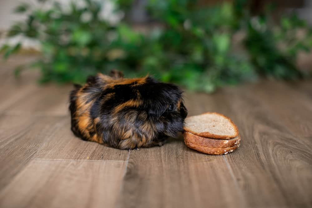 Guinea Pig sniffing bread