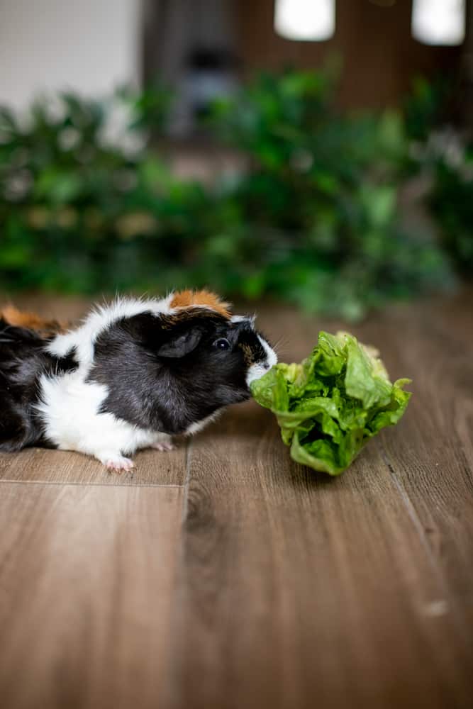 Guinea pig happily eating iceberg lettuce