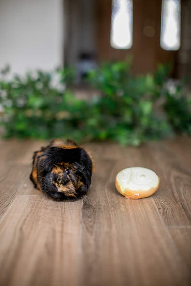 Guinea Pig Looking away from onion