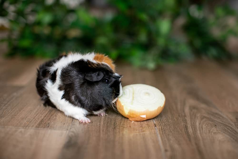 Guinea Pig eating an onion