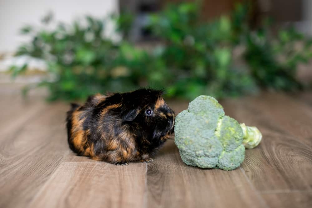 Guinea pig sniffing broccoli