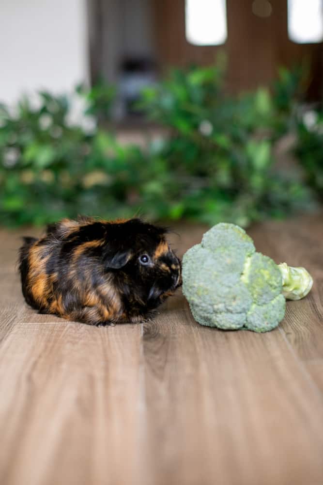 Guinea pig considers eating the broccoli
