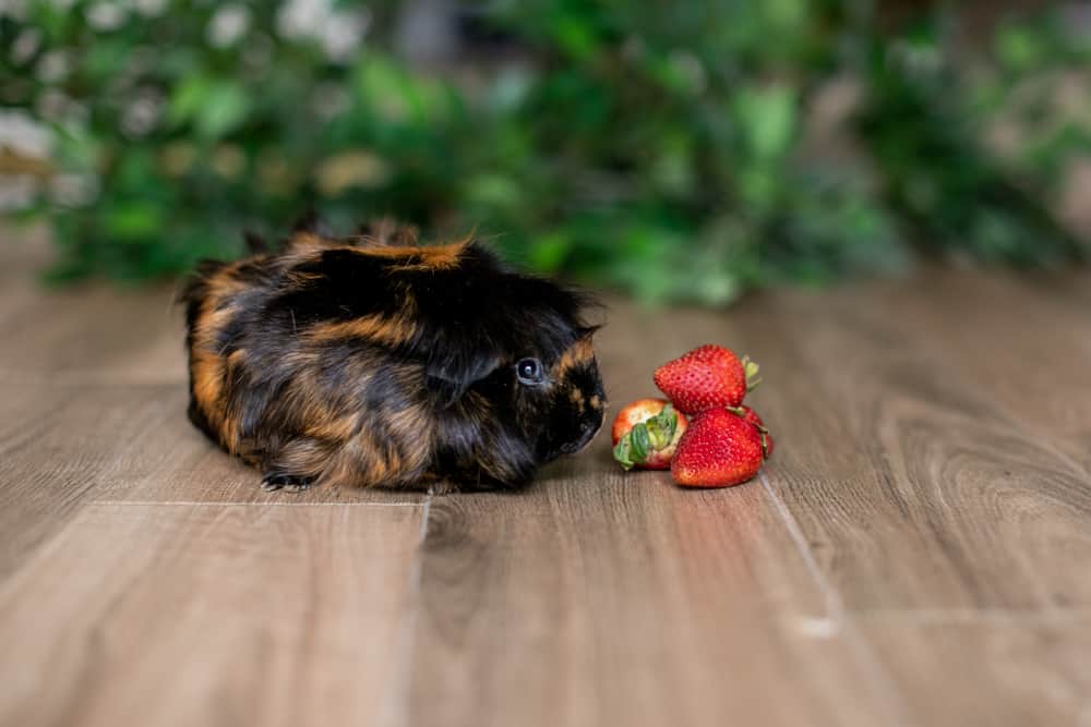 Guinea pig staring at strawberries