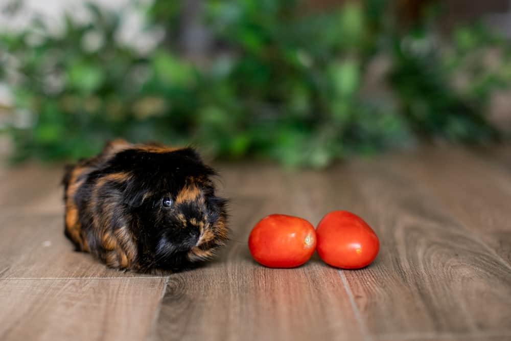 Guinea Pig looks at tomatoes