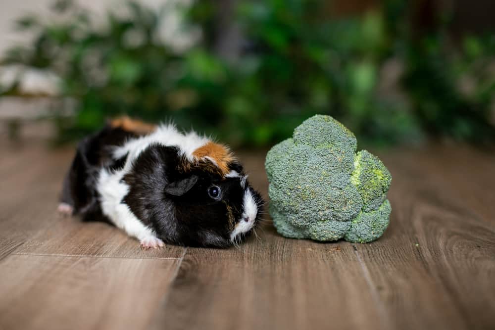 A guinea pig with tri-colored fur beside a cauliflower placed on a brown floor