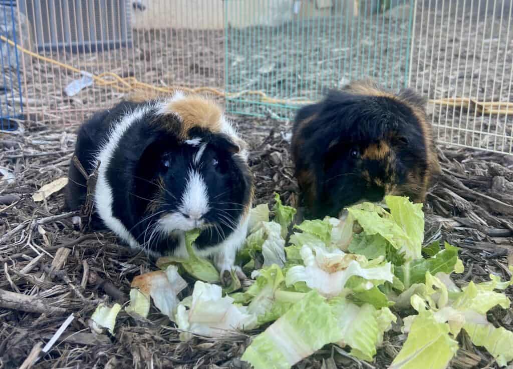 Two guinea pigs eating bok choy together while on dry ground in the cage