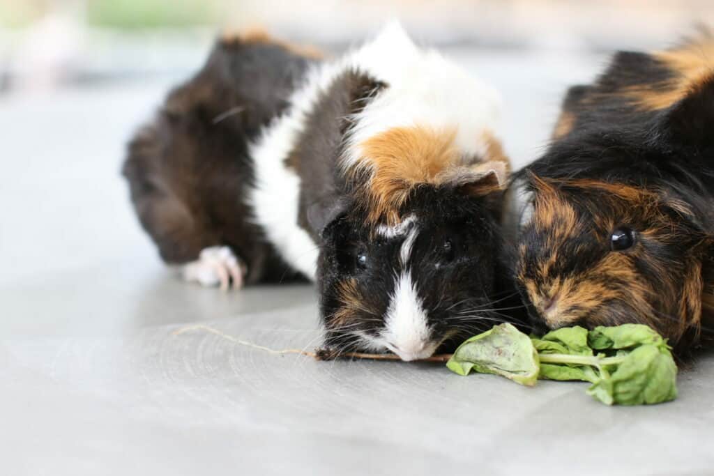 Two medium guinea pigs smell the food on a cemented floor in the house