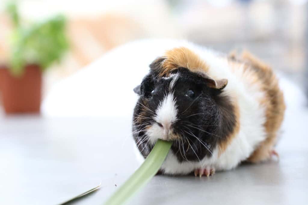 A guinea pig with healthy tri-colored fur eats a green leaf on a white floor