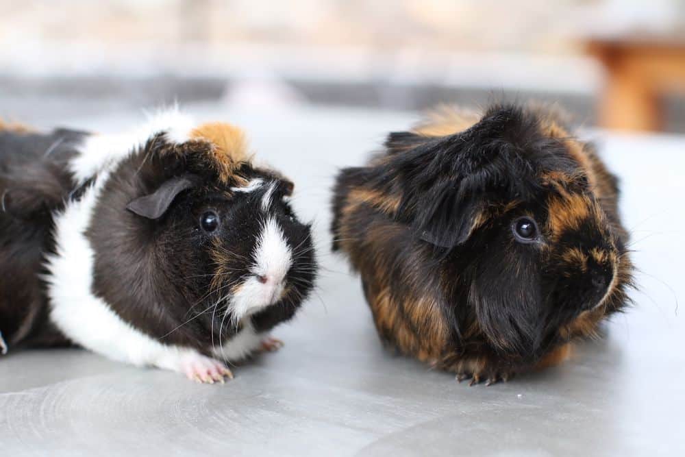 A tri-colored guinea pig and a two-colored pig are beside each other on a gray floor