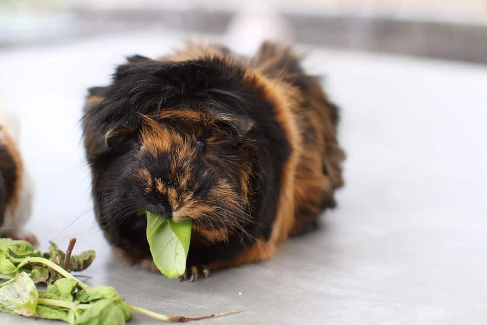 A brown and black guinea pig eats green leaves placed on a gray floor